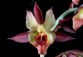 Catasetum Charles Fouquette Tyrone AM/AOS 82 pts.